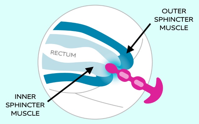 Sphincter Muscles Diagram Diagram of anal cavity showing the outer and inner sphincter muscles